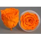 Rose Stabilizzate in vari colori - Confezione 6 pezzi - Arancio