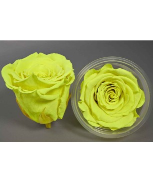 Rose Stabilizzate in vari colori - Confezione 6 pezzi - Giallo fluo