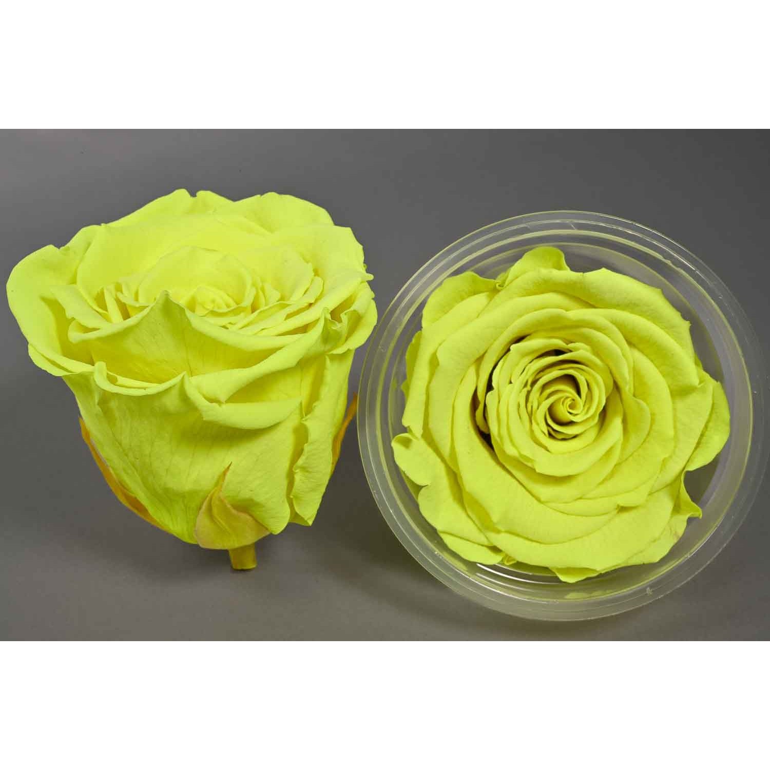 Rose Stabilizzate in vari colori - Confezione 6 pezzi - Giallo fluo