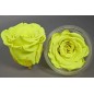 Rose Stabilizzate in vari colori - Confezione 6 pezzi - Giallo fluo