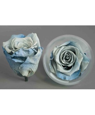 Rose Stabilizzate in vari colori - Confezione 6 pezzi - Bicolore azzurro