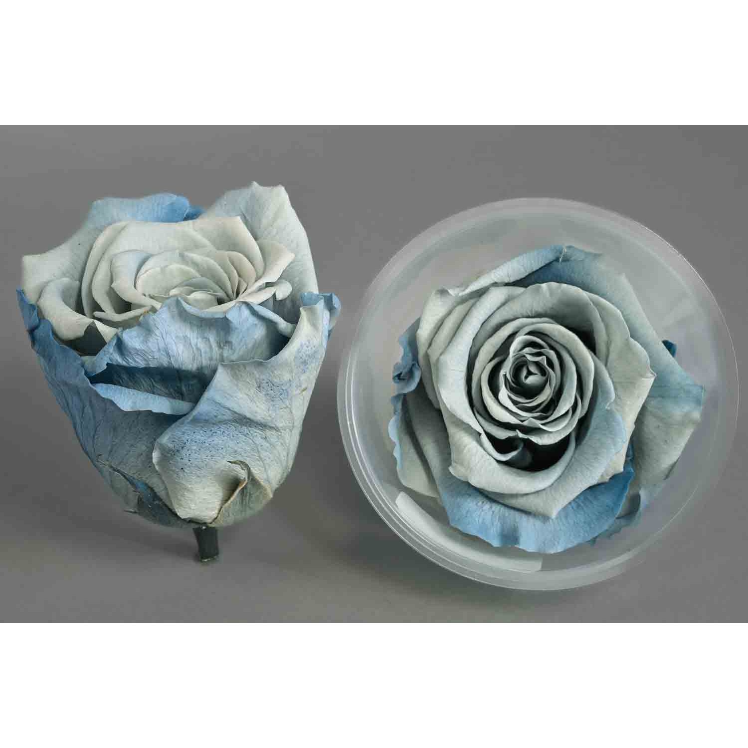 Rose Stabilizzate in vari colori - Confezione 6 pezzi - Bicolore azzurro