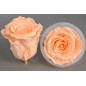 Rose Stabilizzate in vari colori - Confezione 6 pezzi - Pesca