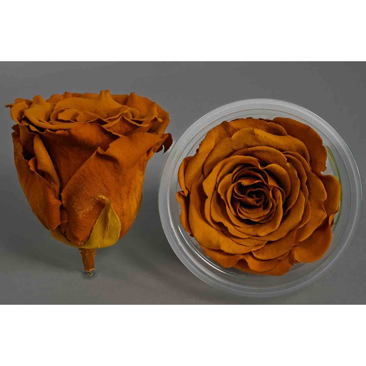 Rose Stabilizzate in vari colori - Confezione 6 pezzi - Toffee scuro