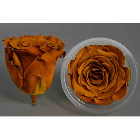 Rose Stabilizzate in vari colori - Confezione 6 pezzi - Toffee scuro