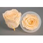 Rose Stabilizzate in vari colori - Confezione 6 pezzi - Champagne caldo