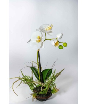 Orchidea bianca con zolla - 30 Cm