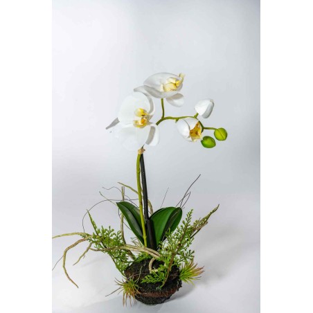 Orchidea bianca con zolla - 30 Cm