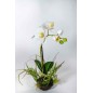 Orchidea bianca con zolla - 30 Cm