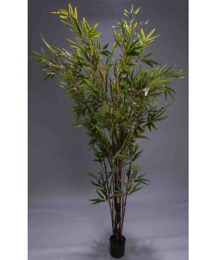 Pianta di Bambooin vaso – 180 Cm