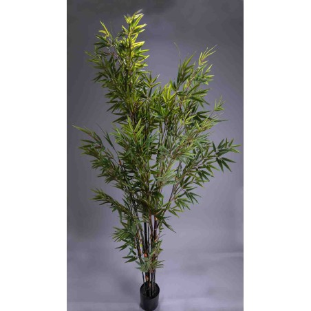 Pianta di Bambooin vaso – 210 Cm