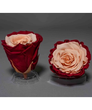 Rose Stabilizzate multicolore - Confezione 6 pezzi - Rosa/Vinaccia