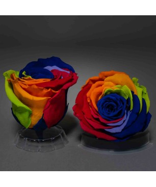 Rose Stabilizzate multicolore - Confezione 6 pezzi - Rainbow blu