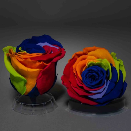 Rose Stabilizzate multicolore - Confezione 6 pezzi - Rainbow blu