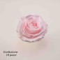 Rose Stabilizzate in vari colori - Confezione 18 pezzi - Rosa chiaro