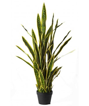 Sanseveria in Vaso - 106,5 Cm