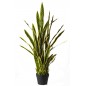 Sanseveria in Vaso - 106,5 Cm