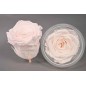 Rose Stabilizzate in vari colori - Confezione 6 pezzi - Rosa pallido