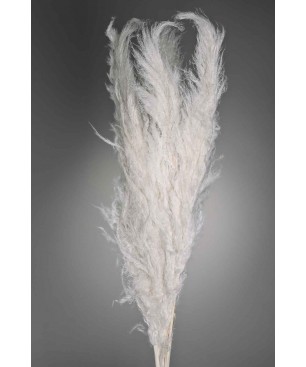 Pampas Super essiccata 5 pezzi - 110 Cm - Bianco