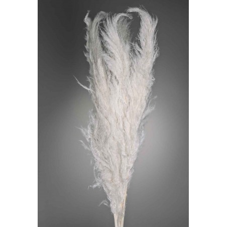 Pampas Super essiccata 5 pezzi - 110 Cm - Bianco