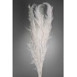 Pampas Super essiccata 5 pezzi - 110 Cm - Bianco