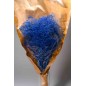 Gipsophila essiccata  50 G - Blu