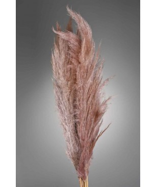 Pampas Super essiccata 5 pezzi - 110 Cm - Marrone