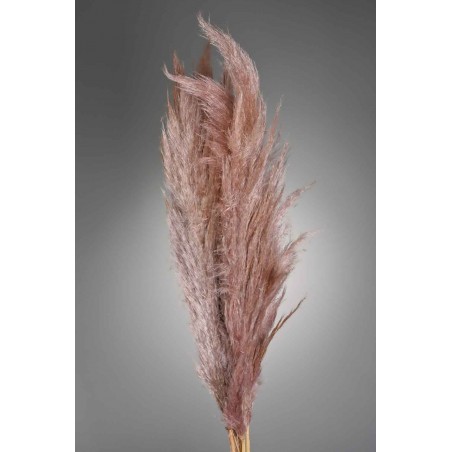 Pampas Super essiccata 5 pezzi - 110 Cm - Marrone