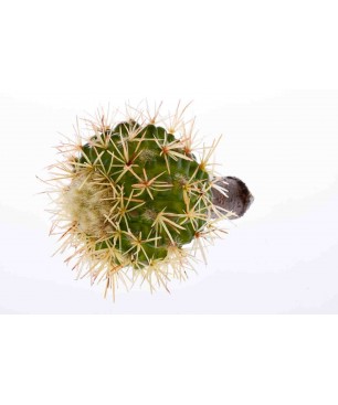 Cactus artificiale - 17.5 Cm