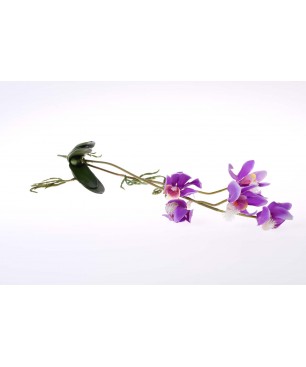 Steli di Orchidea viola OFFERTA