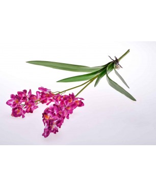 Stelo ramificato di Orchidea dendrobium fucsia