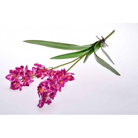 Stelo ramificato di Orchidea dendrobium fucsia