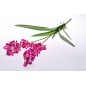 Stelo ramificato di Orchidea dendrobium fucsia