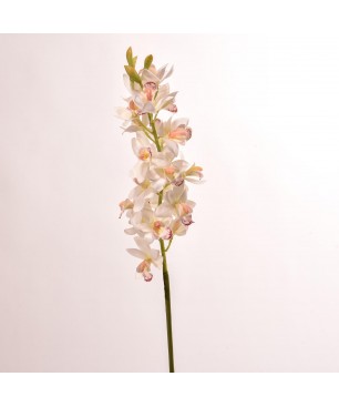 Orchidea Cymbidium in stelo 77 CM - 2 Colori - crema