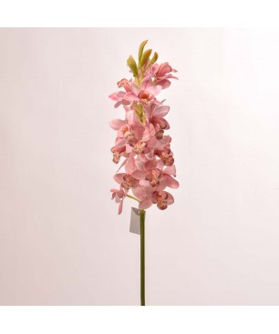 Orchidea Cymbidium - Rosa