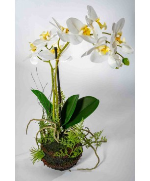 Orchidea bianca con zolla - 45 Cm