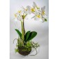 Orchidea bianca con zolla - 45 Cm