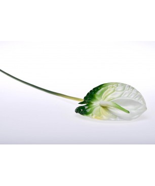 Stelo di Anthurium taglia grande bianco e verde