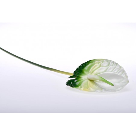 Stelo di Anthurium taglia grande bianco e verde