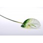 Stelo di Anthurium taglia grande bianco e verde