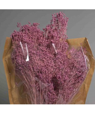 Broom bloom essicato 100 G - Melanzana