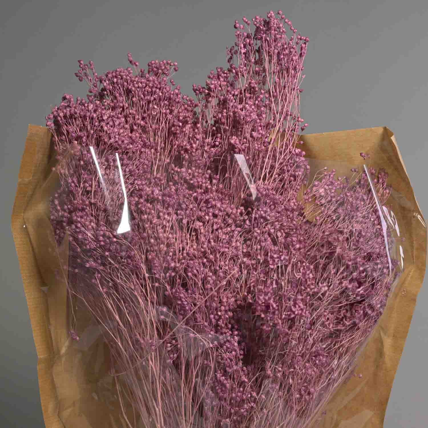 Broom bloom essicato 100 G - Melanzana