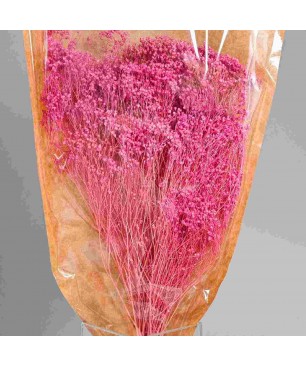 Broom Bloom essiccato 100 G - Rosa