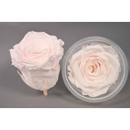 Rose Stabilizzate in vari colori - Confezione 6 pezzi - Rosa pallido XL PIN 99