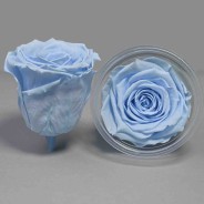 Rose Stabilizzate in vari colori - Confezione 6 pezzi - Celeste XL BLU 89