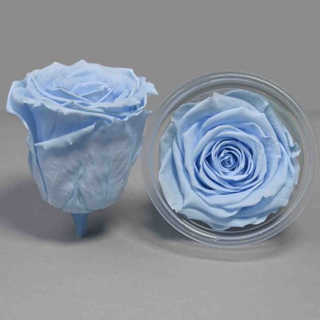 Rose Stabilizzate in vari colori - Confezione 6 pezzi - Celeste XL BLU 89