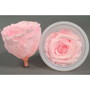 Rose Stabilizzate in vari colori - Confezione 12 pezzi - Rosa pallido S PIN 99