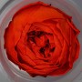 Rose Stabilizzate in vari colori - Confezione 12 pezzi - Rosso scuro RED-02 nkl