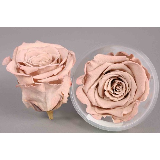 Rose Stabilizzate in vari colori - Confezione 6 pezzi - Marrone chiaro LL CHO 89