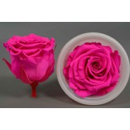 Rose Stabilizzate in vari colori - Confezione 12 pezzi - Fuxia S PIN 07